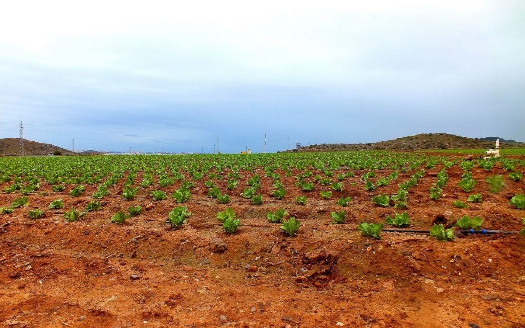 Amostragem de solos em zonas agrícolas de Cartagena